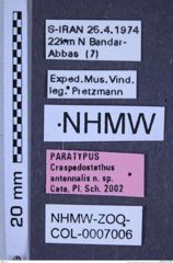 Etiketten zu Craspedostethus antennalis (Cate, Platia & Schimmel, 2002) (NHMW-ZOO-COL-0007006)